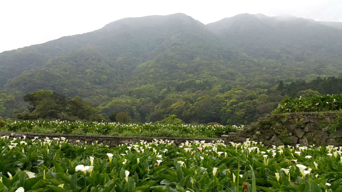 Taipei Lilly Picking Outing