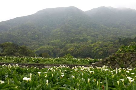 Taipei Lilly Picking Outing