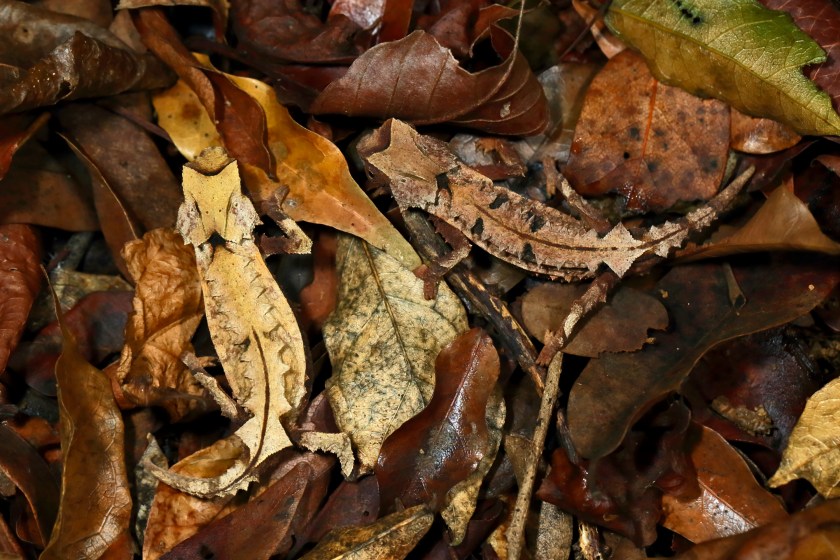 Brookesia decaryi male and female