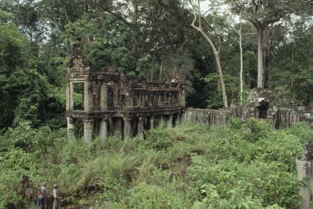 Cambodian Jungle