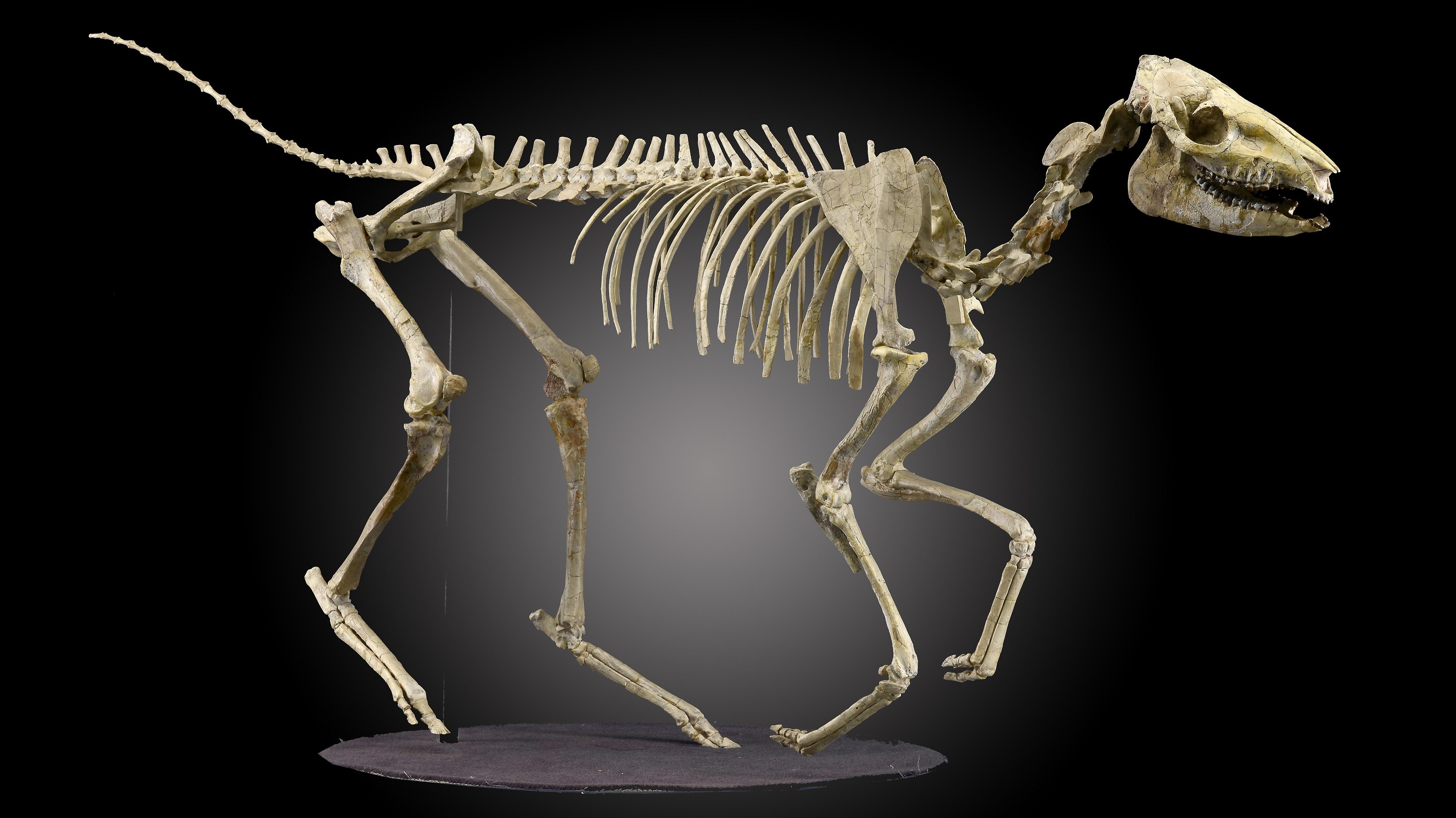 (Summers Place Auctions)