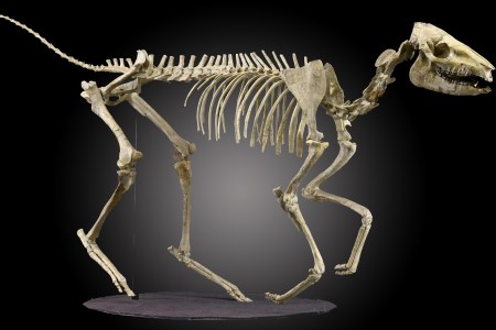 (Summers Place Auctions)