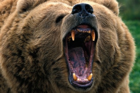 Bear Attack
