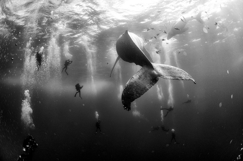 © Anuar Patjane Floriuk - Whale Whisperers