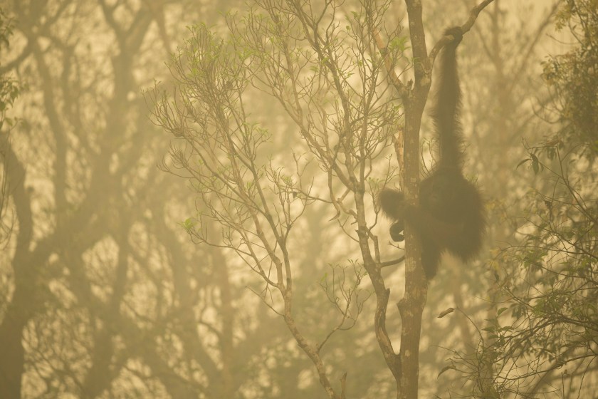 Unflanged male orangutan in a strip of remaining forest along the edge of the Mangkutup River, seen through the smoke of forest fires. Forest away from the river has burned. Bornean Orangutan (Pongo pygmaeus wurmbii Central Kalimantan Province, Indonesia Island of Borneo World Press Photo 2016 Contest