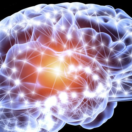 New Theory Sheds Light on How Consciousness Evolved