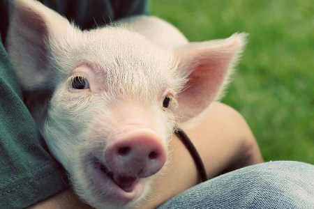 Scientists Growing Human Organs in Pigs in Controversial New Procedure