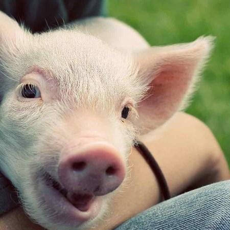 Scientists Growing Human Organs in Pigs in Controversial New Procedure