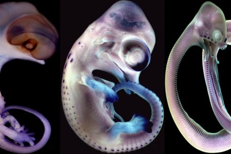 (Nicolas Di-Poï & Michel C. Milinkovitch)