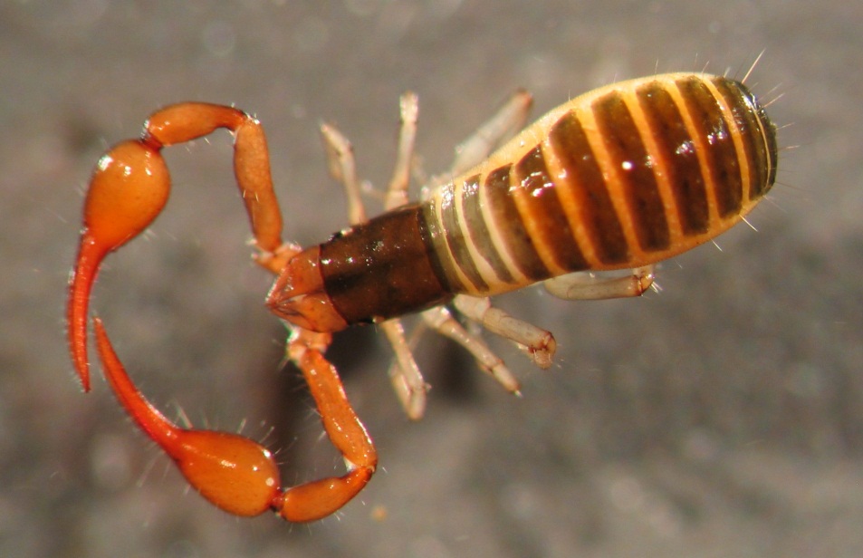 pseudoscorpion