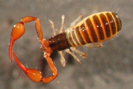 pseudoscorpion