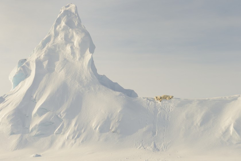 This photo was taken far out on the sea ice in the Davis Straight off the coast of Baffin Island. This mother and her yearling are perched atop a huge snow covered iceberg that got "socked in" when the ocean froze over for the winter. To me, the relative "smallness" of these large creatures when compared to the immensity of the iceberg in the photo represents the precariousness of the polar bear's reliance on the sea and sea ice for its existence.