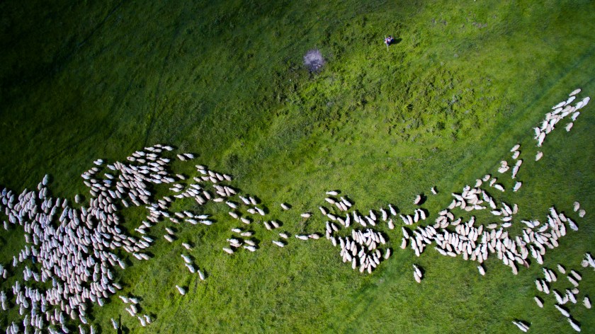 Second Prize Nature: Swarm of Sheep (Szabolcs Ignacz)