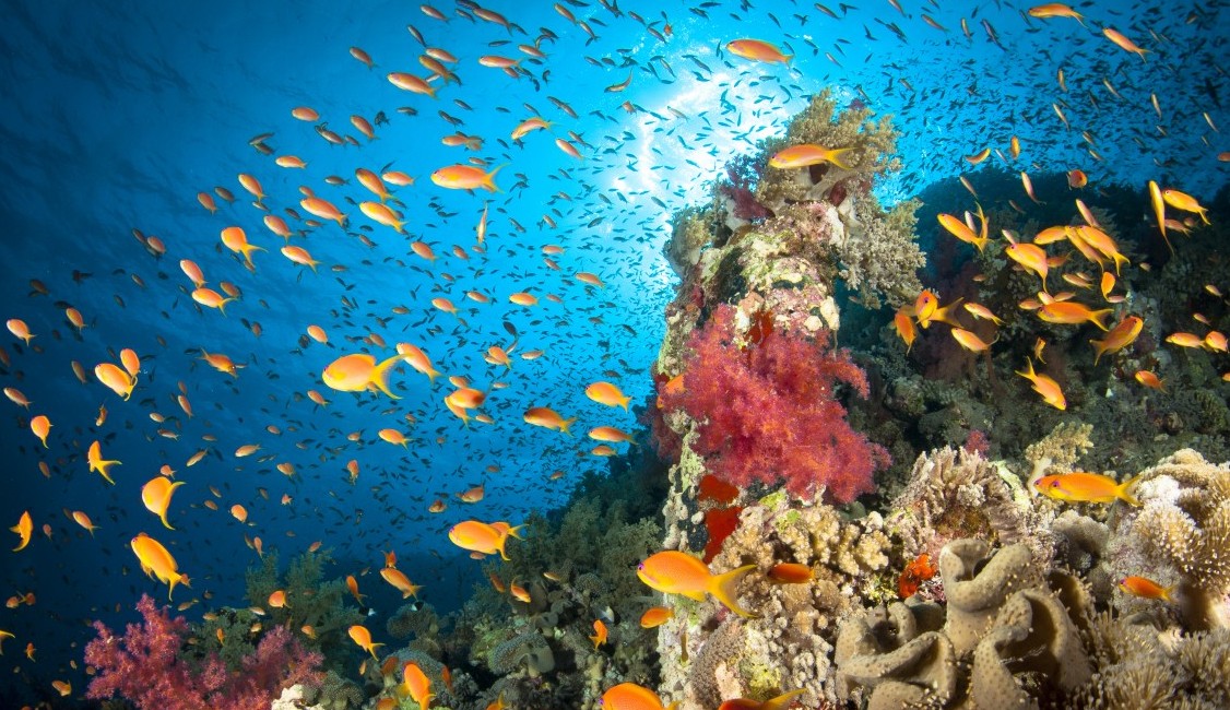 A healthy coral reef thriving with life. Hard corals, soft corals, Anthias fish and lots of others build up a small ecosystem around scattered underwater mounts. Red Sea, Egypt. (Getty)