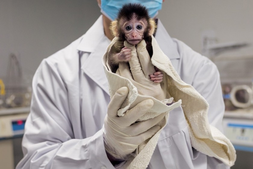 Zhou Yin of the Yunnan Key Laboratory of Primate Biomedical Research in Kunming, China, shows off a young long-tailed macaque raised from a CRISPR- modifed embryo. Dozens of other organisms— including chickens and cattle, mushrooms and wheat, catfish and koi—have been engineered with CRISPR to carry specific genetic traits. Many more will follow. (Greg Girard/National Geographic)