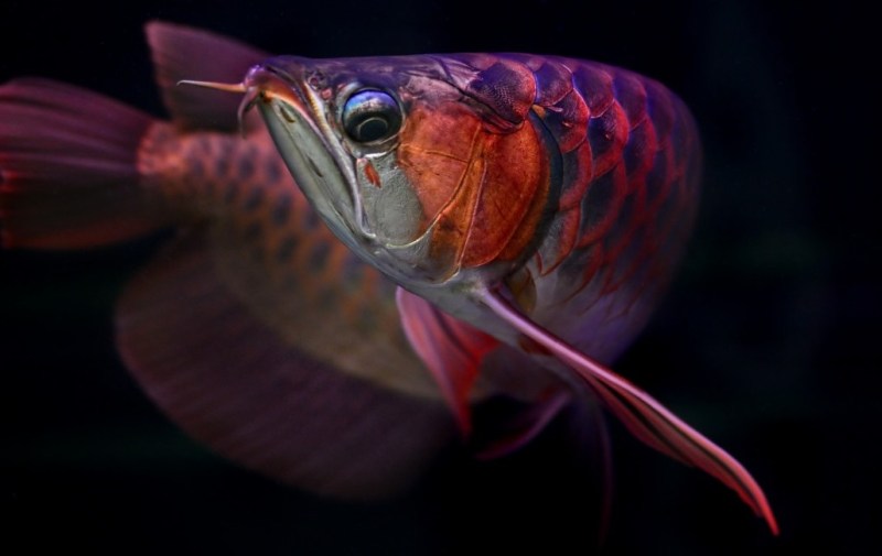 One of the more expensive ornamental fish for collectors , a beautiful red Arowana also known as the Dragon Fish.