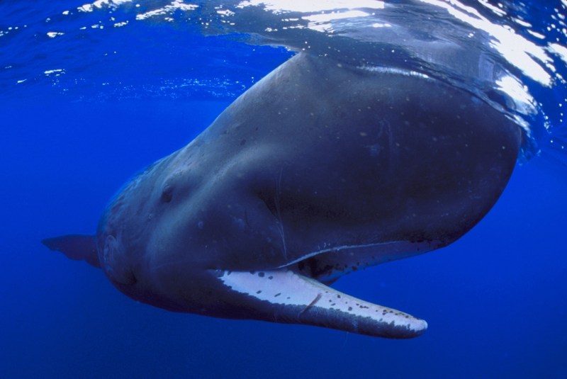 Sperm whale (Thomas Haider/Oxford Scientific/Getty Images)