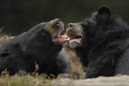 DARJEELING, WEST BENGAL, INDIA - 2007/12/10: Asian Black Bears (Ursus thibetanus) tussle at the Darjeeling Zoo. Formally known as the Padmaja Naidu Himalayan Zoological Park, the Darjeeling Zoo was opened in 1958 to preserve and study Himalayan fauna in the rapidly developing region.. (Photo by Jerry Redfern/LightRocket via Getty Images)