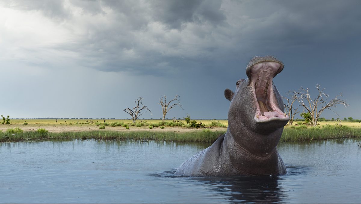 Chobe National Park in Botswana (Buena Vista Images/Creative RM/Getty Images)