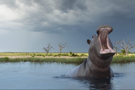 Chobe National Park in Botswana (Buena Vista Images/Creative RM/Getty Images)