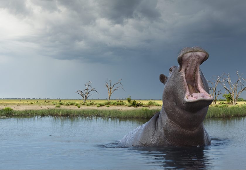 Chobe National Park in Botswana (Buena Vista Images/Creative RM/Getty Images)