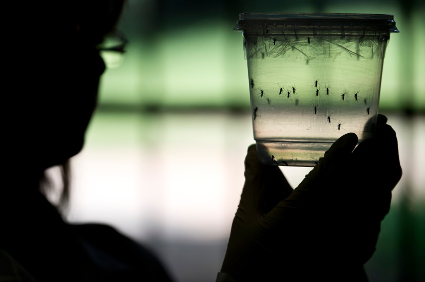 A researcher looks at Aedes aegypti mosquitoes kept in a container at a lab of the Institute of Biomedical Sciences of the Sao Paulo University, on January 8, 2016 in Sao Paulo, Brazil. Researchers at the Pasteur Institute in Dakar, Senegal are in Brazil to train local researchers to combat Zika virus epidemic. AFP PHOTO / NELSON ALMEIDA / AFP / NELSON ALMEIDA (Photo credit should read NELSON ALMEIDA/AFP/Getty Images)
