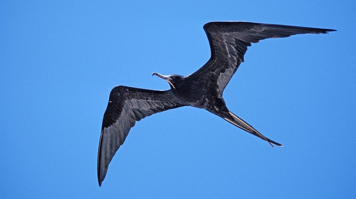 A great frigate bird flying over Galapagos, Island (Reinhard Dirscherl/ullstein bild via Getty Images)