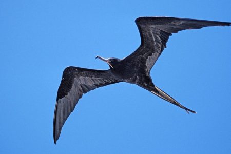 A great frigate bird flying over Galapagos, Island  (Reinhard Dirscherl/ullstein bild via Getty Images)
