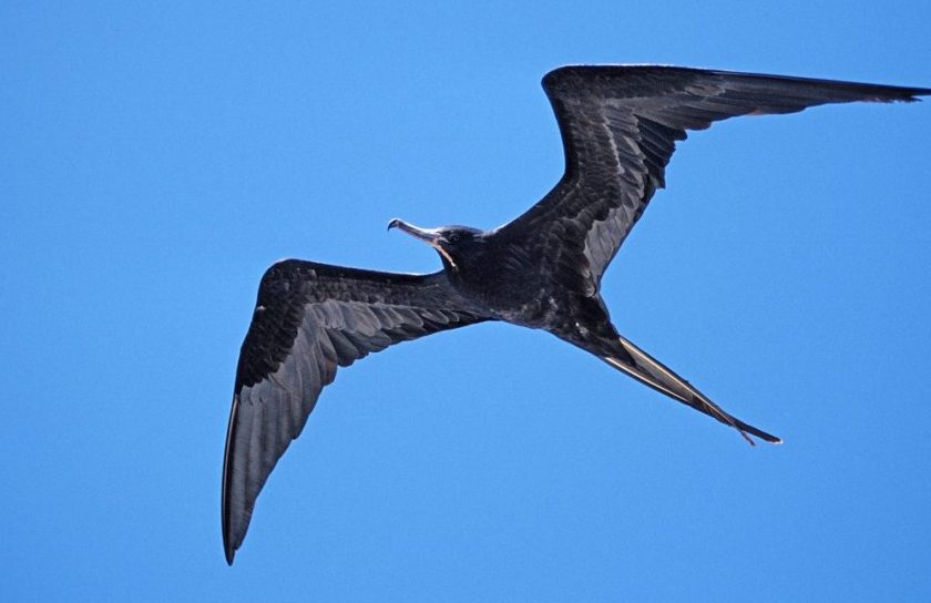 A great frigate bird flying over Galapagos, Island (Reinhard Dirscherl/ullstein bild via Getty Images)
