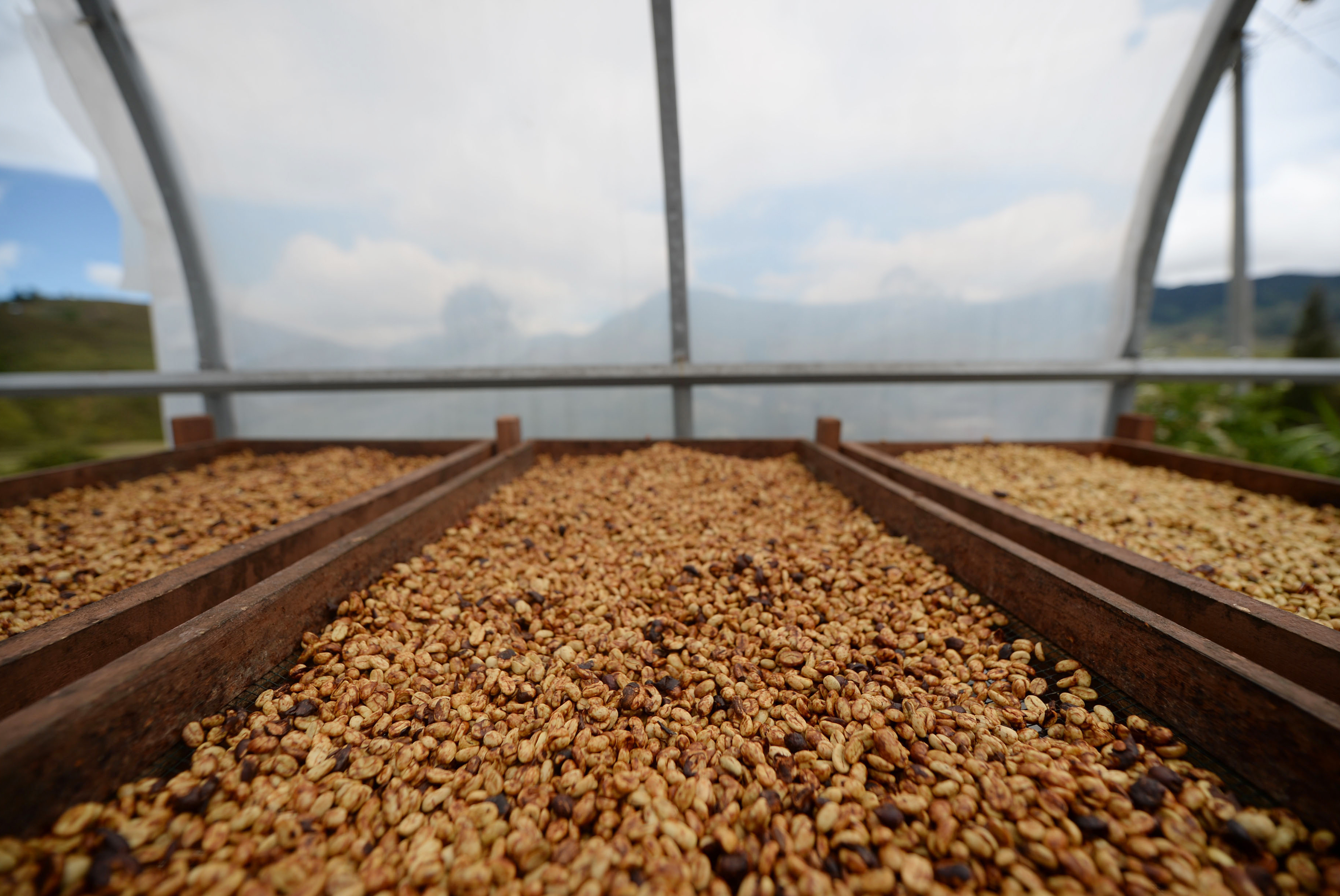 Arabica coffee beans are laid out for drying at the Solok Radjo Cooperative coffee farm in Alahan Panjang, West Sumatra, Indonesia, on Friday, July 15, 2016. Coffee production in Indonesia will probably drop 10 percent this year after dry weather caused by the worst El Nino in almost two decades damaged some crops and delayed the harvest. (Dimas Ardian/Bloomberg via Getty Images)