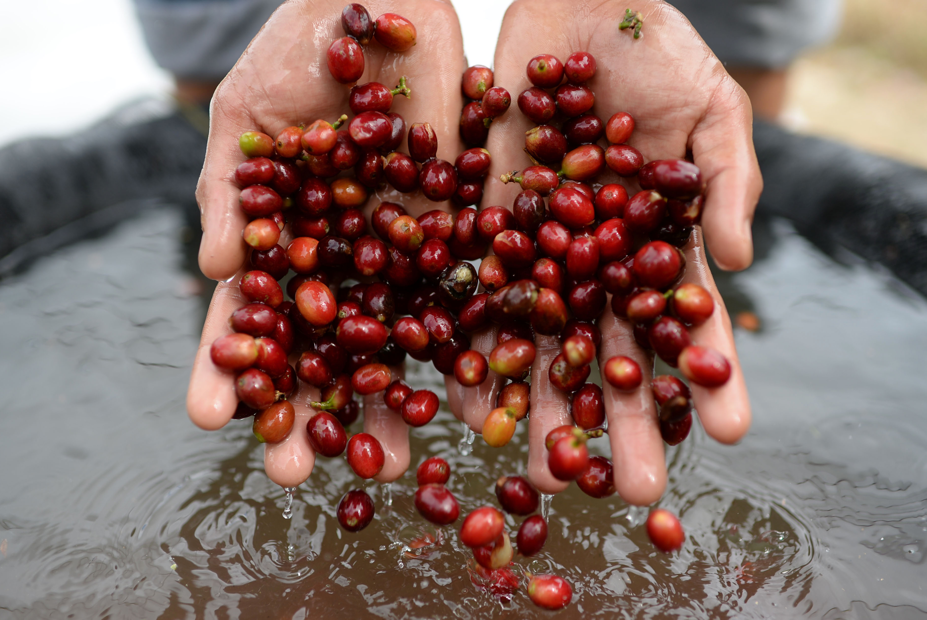 An employee holds Arabica coffee cherries for a photograph at the Solok Radjo Cooperative coffee farm in Alahan Panjang, West Sumatra, Indonesia, on Friday, July 15, 2016. Coffee production in Indonesia will probably drop 10 percent this year after dry weather caused by the worst El Nino in almost two decades damaged some crops and delayed the harvest. (Dimas Ardian/Bloomberg via Getty Images)