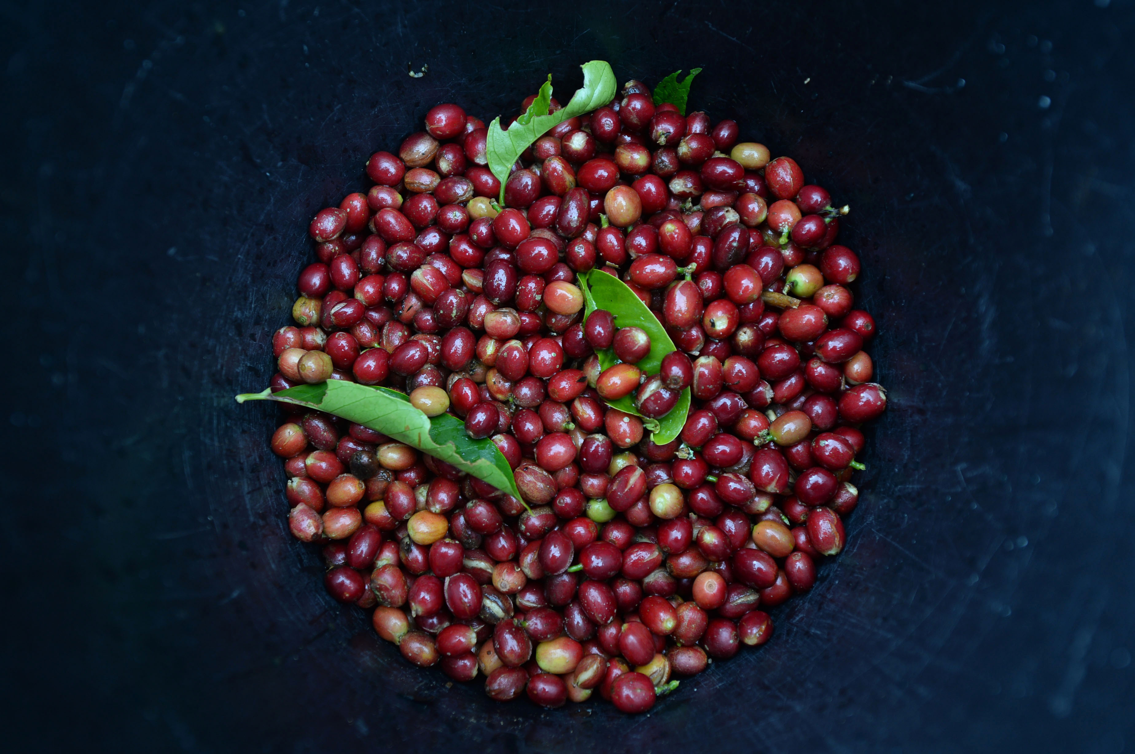 Harvested Arabica coffee cherries sit in a bowl at the Solok Radjo Cooperative coffee farm in Alahan Panjang, West Sumatra, Indonesia, on Friday, July 15, 2016. Coffee production in Indonesia will probably drop 10 percent this year after dry weather caused by the worst El Nino in almost two decades damaged some crops and delayed the harvest. (Dimas Ardian/Bloomberg via Getty Images)