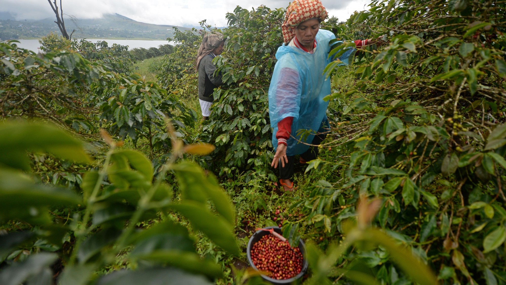 An employee harvests Arabica coffee cherries at the Solok Radjo Cooperative coffee farm in Alahan Panjang, West Sumatra, Indonesia, on Friday, July 15, 2016. Coffee production in Indonesia will probably drop 10 percent this year after dry weather caused by the worst El Nino in almost two decades damaged some crops and delayed the harvest. (Dimas Ardian/Bloomberg via Getty Images)
