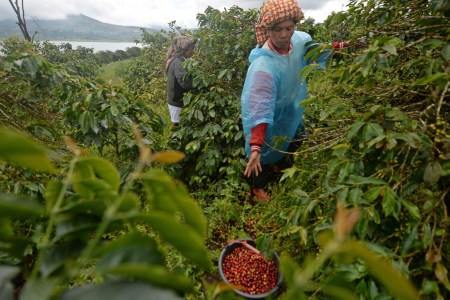 An employee harvests Arabica coffee cherries at the Solok Radjo Cooperative coffee farm in Alahan Panjang, West Sumatra, Indonesia, on Friday, July 15, 2016. Coffee production in Indonesia will probably drop 10 percent this year after dry weather caused by the worst El Nino in almost two decades damaged some crops and delayed the harvest. (Dimas Ardian/Bloomberg via Getty Images)