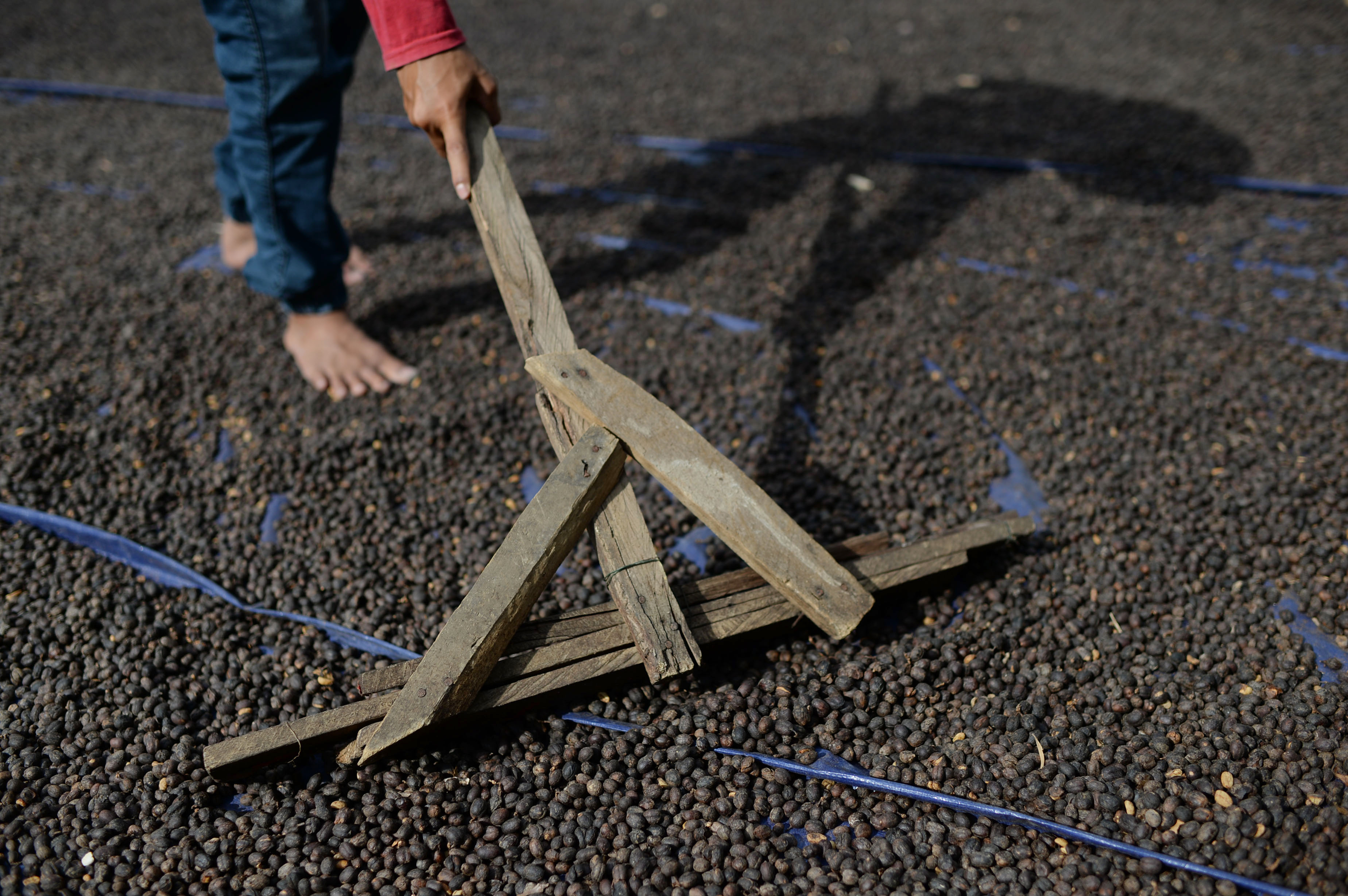 An employee lays out Arabica coffee cherries for drying at the Solok Radjo Cooperative coffee farm in Alahan Panjang, West Sumatra, Indonesia, on Friday, July 15, 2016. Coffee production in Indonesia will probably drop 10 percent this year after dry weather caused by the worst El Nino in almost two decades damaged some crops and delayed the harvest. Photographer: Dimas (Dimas Ardian/Bloomberg via Getty Images)
