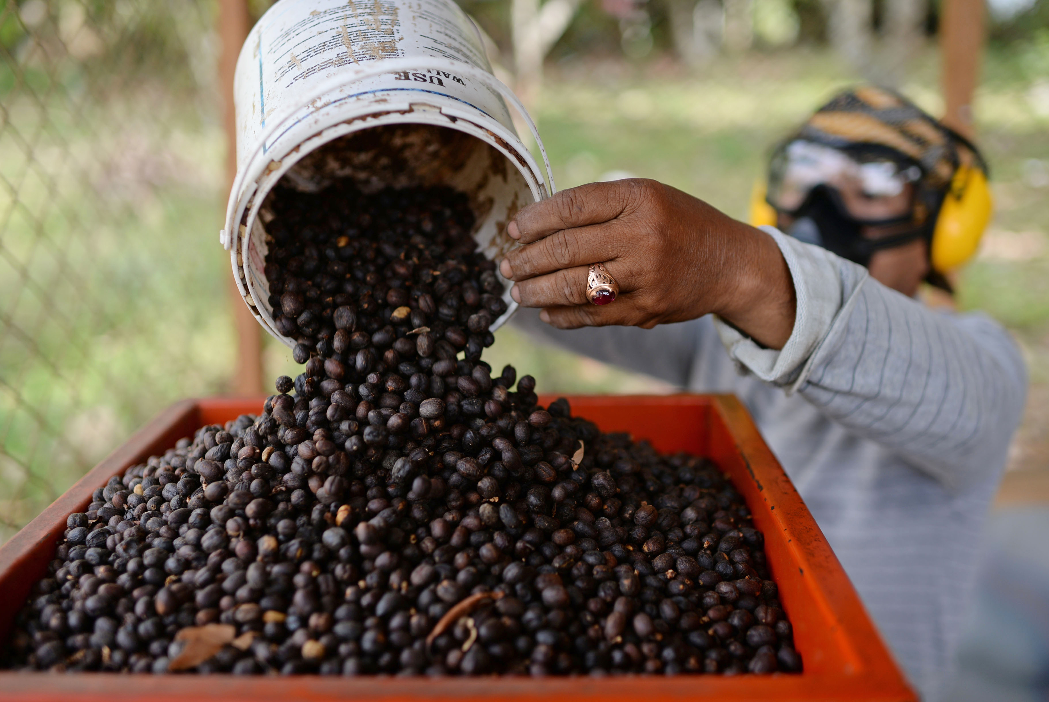 An employee pours Arabica coffee cherries into a peeling and grinding machine at the Solok Radjo Cooperative coffee farm in Alahan Panjang, West Sumatra, Indonesia, on Friday, July 15, 2016. Coffee production in Indonesia will probably drop 10 percent this year after dry weather caused by the worst El Nino in almost two decades damaged some crops and delayed the harvest. (Dimas Ardian/Bloomberg via Getty Images)