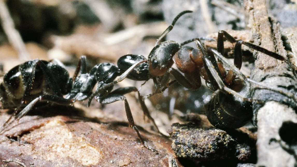 UNSPECIFIED - CIRCA 2002: Fight between a Common black ant (Formica fusca) and a European Harvester ant (Messor Barbarus), Formicidae. (Photo by DeAgostini/Getty Images)