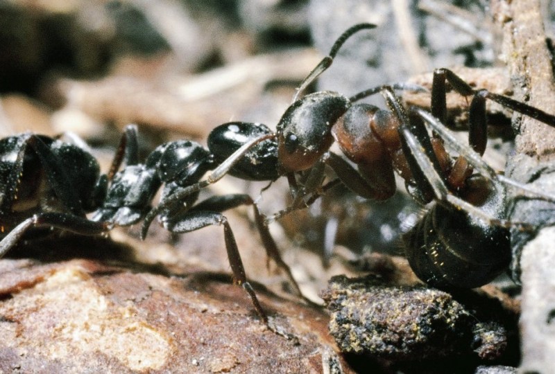 UNSPECIFIED - CIRCA 2002: Fight between a Common black ant (Formica fusca) and a European Harvester ant (Messor Barbarus), Formicidae. (Photo by DeAgostini/Getty Images)