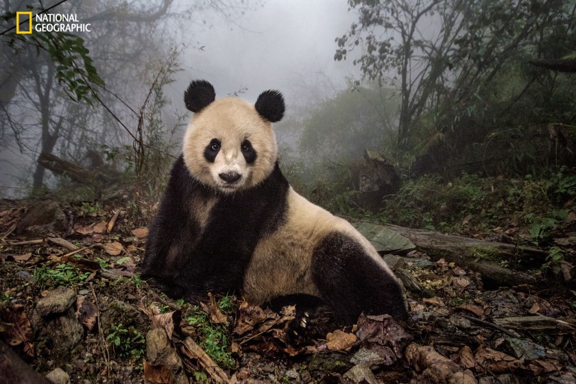 Ye Ye, a 16-year-old giant panda, lounges in a wild enclosure at a conservation center in Wolong Nature Reserve. Her name, whose characters represent Japan and China, celebrates the friendship between the two nations. Ye Ye’s cub Hua Yan (Pretty Girl) is being trained for release into the wild. (© Ami Vitale/National Geographic) 