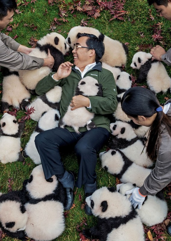 Zhang Hemin—“Papa Panda” to his staff—poses
with cubs born in 2015 at Bifengxia Panda Base. “Some local people say giant pandas have magic
powers,” says Zhang, who directs many of China’s panda conservation efforts. “To me, they simply represent beauty and peace.”
(© Ami Vitale/National Geographic)
