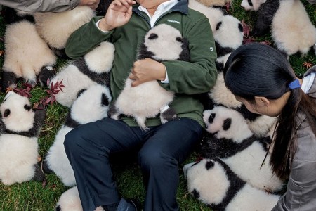 Zhang Hemin—“Papa Panda” to his staff—poses
with cubs born in 2015 at Bifengxia Panda Base. “Some local people say giant pandas have magic
powers,” says Zhang, who directs many of China’s panda conservation efforts. “To me, they simply represent beauty and peace.”
(© Ami Vitale/National Geographic)
