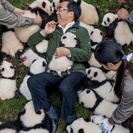 Preparing Pandas in Captivity for Their New Life in the Wild