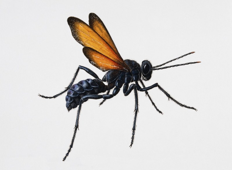 UNSPECIFIED - FEBRUARY 23: Tarantula-hawk wasp (Pepsis heros), Pompilidae. Artwork by Brin Edward. (Photo by DeAgostini/Getty Images)