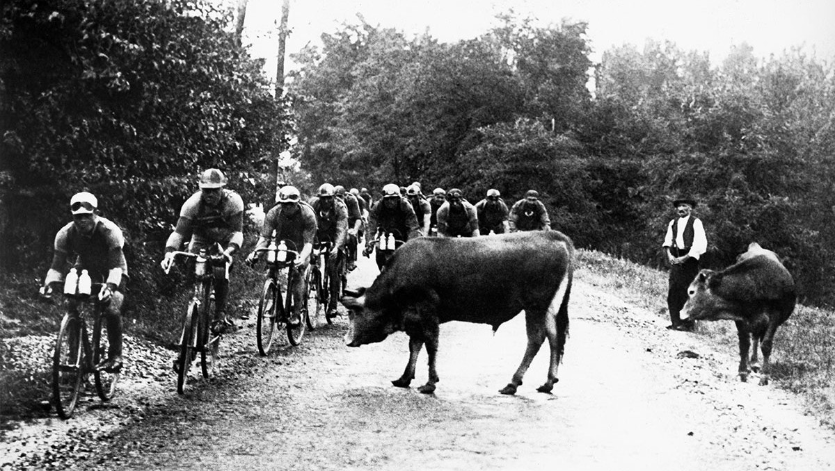 In a stage of the 1929 Tour de France, cyclists cross a herd of cows (Keystone-France/Gamma-Keystone via Getty Images)