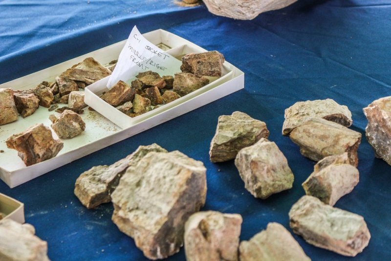 Fossils from the ancient sperm whale found in a landfill (Courtesy Orange County)
