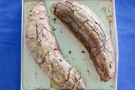 Two of the teeth found in the landfill from an ancient sperm whale (Courtesy Orange County)