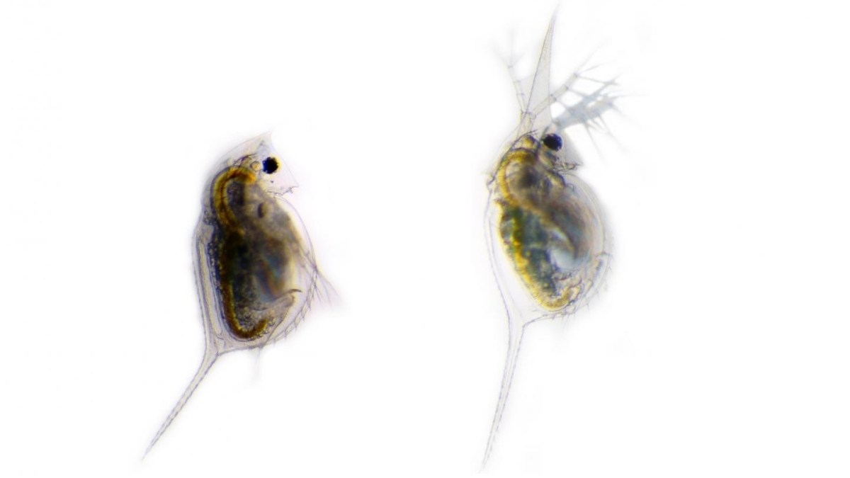 Undefended Daphnia lumholtzi (left) is compared with the defended phenotype (right). The defended phenotype has remarkably elongated head and tail-spines in response to chemical cues from the three-spined stickleback Gasterosteus aculeatus. (Dr. Linda Weiss)