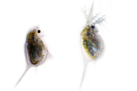 Undefended Daphnia lumholtzi (left) is compared with the defended phenotype (right). The defended phenotype has remarkably elongated head and tail-spines in response to chemical cues from the three-spined stickleback Gasterosteus aculeatus. (Dr. Linda Weiss)