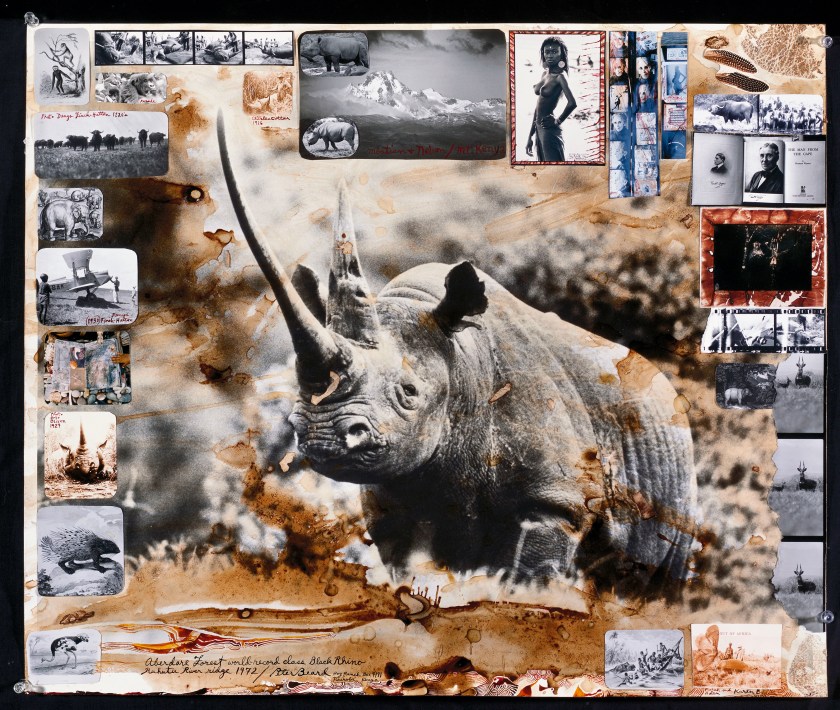 World-Class Black Rhino in Aberdare Forest, Kenya, 1972 (Peter Beard)