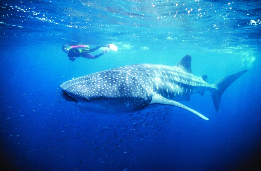 Whale shark with divers in the Ningaloo Marine Park (Courtesy Western Australia Tourism)